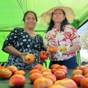 20° Fiesta del Tomate Platense en Gorina