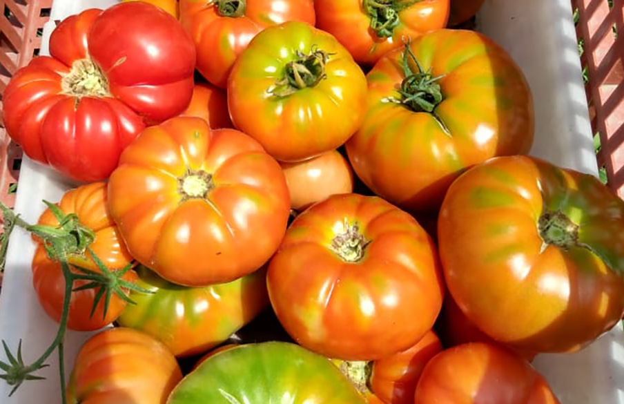 Llega la 19ª Fiesta del Tomate Platense