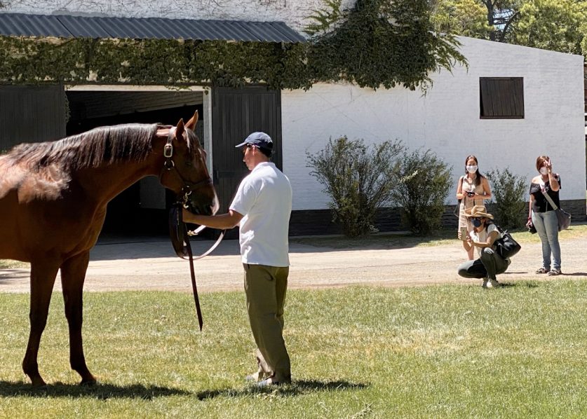 La Ruta de los Haras: descubrir la provincia a través de los caballos