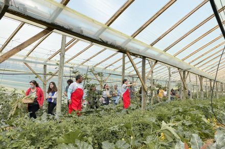 Santa Rosa: la huerta orgánica de Bavio que invita a vivir la experiencia de cosecha
