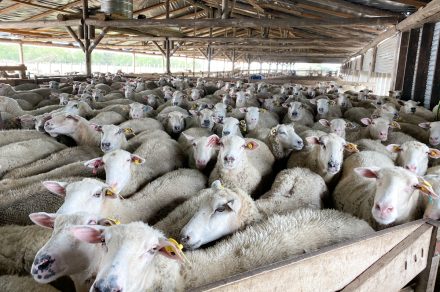 Tranqueras abiertas en Alba Lana: cata de quesos y almuerzo
