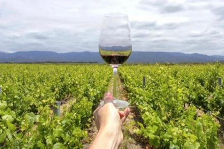 La ruta de los vinos calchaquíes en Tucumán