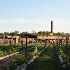Nueva Corinema: el singular proyecto con viñedos y fines turísticos en Altamira