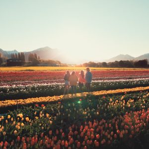 Trevelin comenzó a florecer: guía para visitar el campo de tulipanes