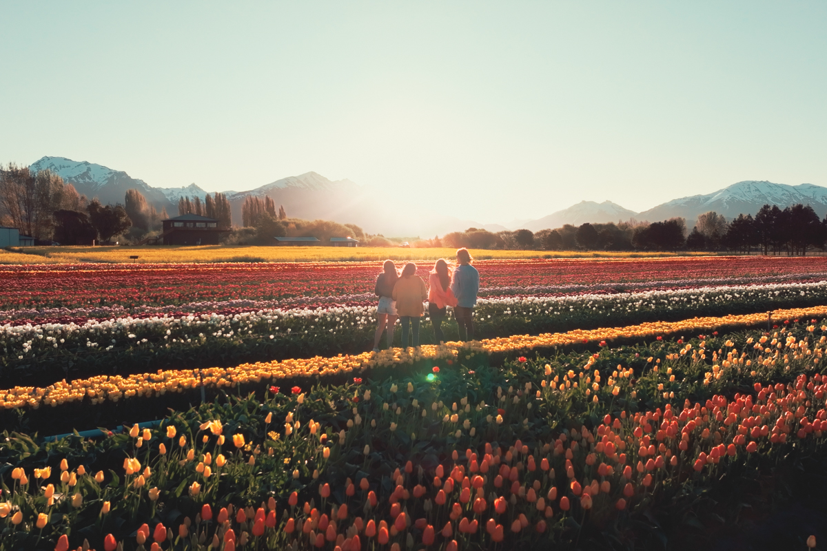 Trevelin comenzó a florecer: guía para visitar el campo de tulipanes