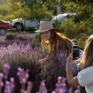 Calamuchita se prepara para la Fiesta de la Lavanda en enero 2025