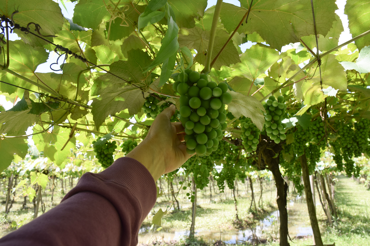 Experiencia de cosecha en los viñedos de Berisso