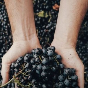 “Experiencia Malbec”: oda a la uva argentina y un menú de primer nivel