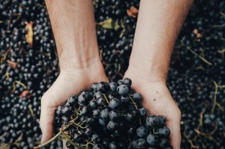 “Experiencia Malbec”: oda a la uva argentina y un menú de primer nivel