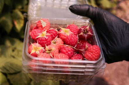 Escapada gourmet a Bavio: clase de cocina, frambuesas y mega merienda en el campo