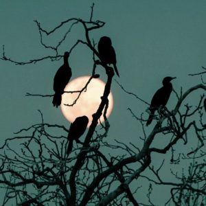 Luna llena en Ribera con la cocina de Los Diegos