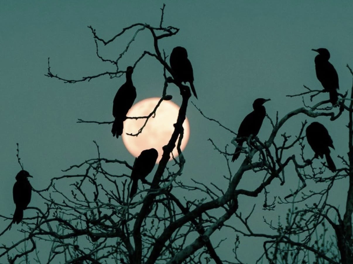 Luna llena en Ribera con la cocina de Los Diegos