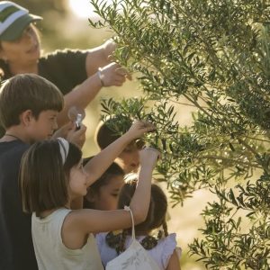 La ruta del olivo bonaerense: el nuevo circuito para conocer olivares y catar