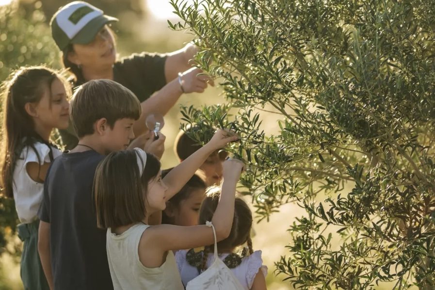 La ruta del olivo bonaerense: el nuevo circuito para conocer olivares y catar