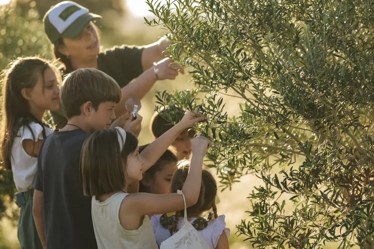La ruta del olivo bonaerense: el nuevo circuito para conocer olivares y catar