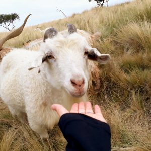 Fra-Pal: el paraje que invita a descubrir animales silvestres en sierras bonaerenses
