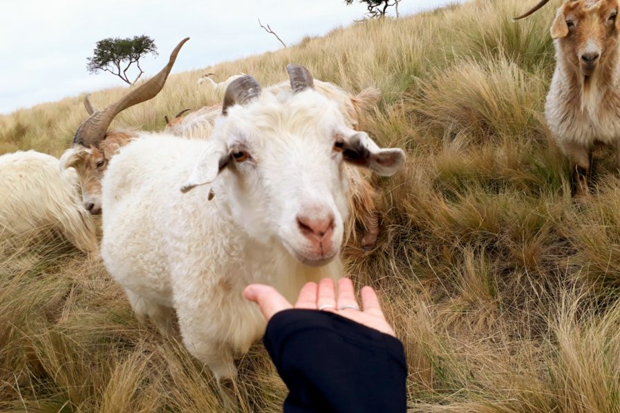 Fra-Pal: el paraje que invita a descubrir animales silvestres en sierras bonaerenses